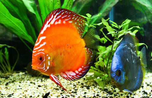 居家養(yǎng)魚(yú)風(fēng)水講究，怎么養(yǎng)魚(yú)招財(cái)運(yùn)？