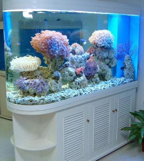 居家養(yǎng)魚(yú)風(fēng)水講究，怎么養(yǎng)魚(yú)招財(cái)運(yùn)？