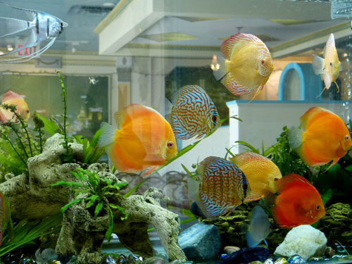 居家養(yǎng)魚(yú)風(fēng)水講究，怎么養(yǎng)魚(yú)招財(cái)運(yùn)？