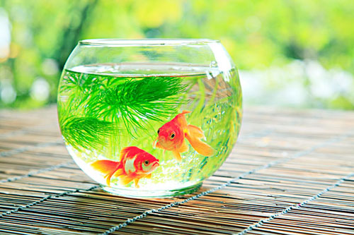 居家養(yǎng)魚(yú)風(fēng)水講究，怎么養(yǎng)魚(yú)招財(cái)運(yùn)？